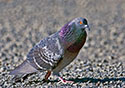 Columba livia